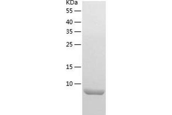 HTN3 Protein (AA 20-51) (His tag)