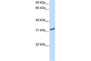 WB Suggested Anti-DLX3 Antibody Titration: 0. (DLX3 抗体  (N-Term))