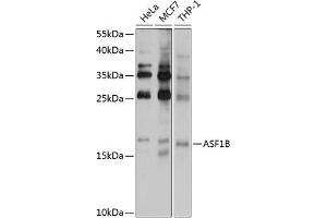 Western blot analysis of extracts of various cell lines, using B antibody (ABIN6129938, ABIN6137176, ABIN6137177 and ABIN6222167) at 1:1000 dilution. (ASF1B 抗体  (AA 63-202))