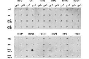 Dot Blot (DB) image for anti-Histone 3 (H3) (H3K36me2) antibody (ABIN3016036)