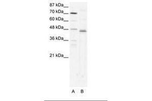 Image no. 1 for anti-Zfp-1 (AA 97-146) antibody (ABIN202318) (Zfp-1 抗体  (AA 97-146))