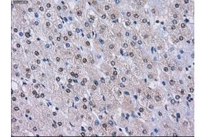 Immunohistochemical staining of paraffin-embedded endometrium tissue using anti-LOXmouse monoclonal antibody. (LOX 抗体  (AA 22-168))
