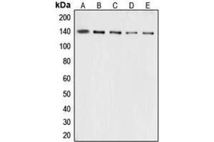 Western blot analysis of Collagen 3 alpha 1 expression in A10 (A), HeLa (B), mouse lung (C), mouse liver (D), rat lung (E) whole cell lysates.