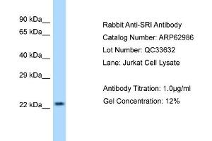 Western Blotting (WB) image for anti-Sorcin (SRI) (Middle Region) antibody (ABIN971785) (SRI 抗体  (Middle Region))