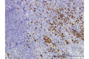 Immunoperoxidase of monoclonal antibody to GLRX on formalin-fixed paraffin-embedded human tonsil. (Glutaredoxin 1 抗体  (AA 1-106))