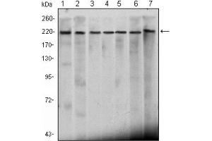 Western Blotting (WB) image for anti-Chromodomain Helicase DNA Binding Protein 3 (CHD3) antibody (ABIN2983311) (CHD3 抗体)