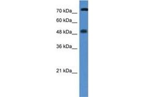 Image no. 1 for anti-Vitamin D Receptor (VDR) (AA 108-157) antibody (ABIN6746029) (Vitamin D Receptor 抗体  (AA 108-157))