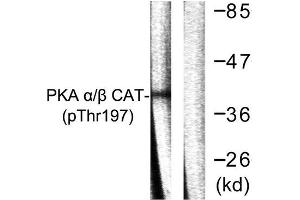 Western Blotting (WB) image for anti-PKA alpha/beta Cat (pThr197) antibody (ABIN1847296) (PKA alpha/beta Cat (pThr197) 抗体)