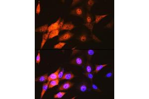 Immunofluorescence (IF) image for anti-COP9 Constitutive Photomorphogenic Homolog Subunit 5 (Arabidopsis) (COPS5) antibody (ABIN7266497)