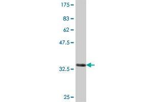 Western Blot detection against Immunogen (35. (GSTO1 抗体  (AA 121-209))