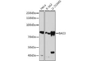 Western blot analysis of extracts of various cell lines, using B Rabbit mAb (ABIN7265850) at 1:1000 dilution. (BAG3 抗体)
