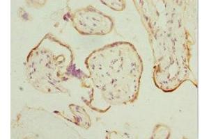 Immunohistochemistry of paraffin-embedded human placenta tissue using ABIN7165626 at dilution of 1:100 (HEXIM1 抗体  (AA 210-359))