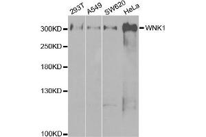 Western Blotting (WB) image for anti-WNK Lysine Deficient Protein Kinase 1 (WNK1) antibody (ABIN1875447) (WNK1 抗体)