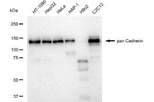 Western blotting analysis using pan Cadherin antibody (ABIN7797823). (Recombinant Cadherin pan 抗体)