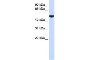 WB Suggested Anti-CD36 Antibody Titration:  0. (CD36 抗体  (N-Term))