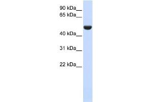 WB Suggested Anti-CD36 Antibody Titration:  0. (CD36 抗体  (N-Term))