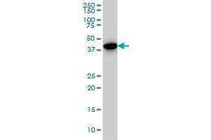CNOT2 monoclonal antibody (M08), clone 3F1 Western Blot analysis of CNOT2 expression in A-549 . (CNOT2 抗体  (AA 441-540))