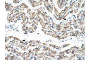 Image no. 1 for anti-Transformer 2 beta Homolog (TRA2B) (AA 121-170) antibody (ABIN202163) (TRA2B 抗体  (AA 121-170))