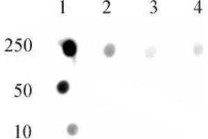DNMT1 monomethyl Lys142 antibody (pAb) tested by dot blot analysis.