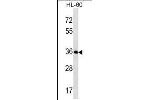 Western blot analysis in HL-60 cell line lysates (35ug/lane). (Kallikrein 9 抗体  (AA 82-111))