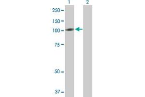 Western Blot analysis of RECK expression in transfected 293T cell line by RECK MaxPab polyclonal antibody. (RECK 抗体  (AA 1-971))