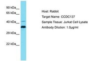 Image no. 1 for anti-Coiled-Coil Domain Containing 137 (CCDC137) (AA 21-70) antibody (ABIN6750791) (CCDC137 抗体  (AA 21-70))