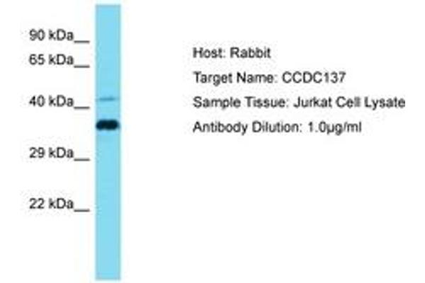 CCDC137 抗体  (AA 21-70)
