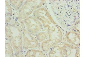 Immunohistochemistry of paraffin-embedded human kidney tissue using ABIN7165374 at dilution of 1:100 (FAM122B 抗体  (AA 2-247))