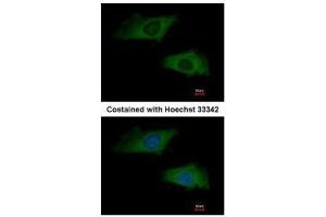ICC/IF Image Immunofluorescence analysis of methanol-fixed HeLa, using interferon alpha 2, antibody at 1:200 dilution. (IFNA2 抗体  (C-Term))