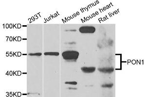 Western blot analysis of extracts of various cell lines, using PON1 antibody (ABIN5975112) at 1/1000 dilution. (PON1 抗体)