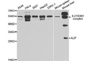 Western Blotting (WB) image for anti-Interleukin 27 (IL27) antibody (ABIN1876684)