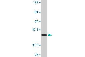 Western Blot detection against Immunogen (35. (USP9X 抗体  (AA 1-90))