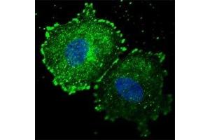Immunofluorescence (IF) image for anti-Receptor tyrosine-protein kinase erbB-2 (ErbB2/Her2) (pTyr1005) antibody (ABIN3029498)
