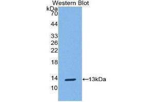 Western Blotting (WB) image for anti-S100 Calcium Binding Protein A10 (S100A10) (AA 1-95) antibody (ABIN1078495)