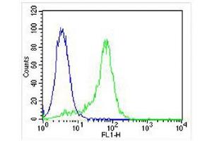 Overlay histogram showing Hela cells stained with (ABIN391332 and ABIN2841360) (green line). (MAPK14 抗体  (AA 301-330))
