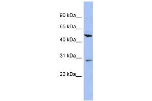 Cytokeratin 75 antibody used at 1 ug/ml to detect target protein. (Keratin 75 抗体  (N-Term))