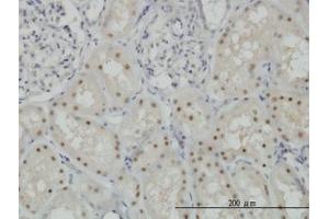 Image no. 6 for anti-Cytidine and DCMP Deaminase Domain Containing 1 (CDADC1) (AA 423-515) antibody (ABIN466247) (CDADC1 抗体  (AA 423-515))