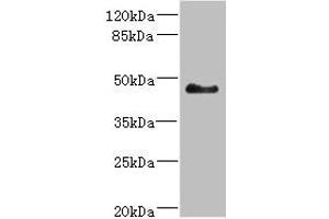 Western blot All lanes: SH3GLB2 antibody at 5. (SH3GLB2 抗体  (AA 1-250))