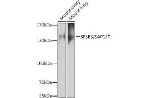 Western blot analysis of extracts of various cell lines, using SF3B3/S antibody (ABIN6128696, ABIN6147668, ABIN6147669 and ABIN6221751) at 1:1000 dilution. (SF3B3 抗体  (AA 948-1217))