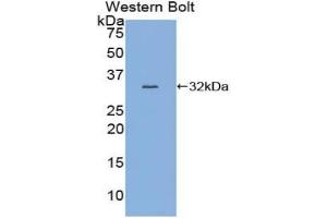 Western blot analysis of the recombinant protein. (MYB 抗体  (AA 305-558))