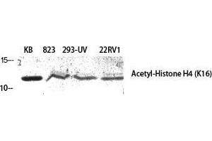 Western Blot (WB) analysis of specific cells using Acetyl-Histone H4 (K16) Polyclonal Antibody. (Histone H4 抗体  (acLys16))