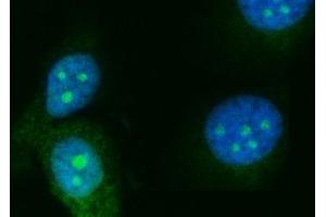 IF analysis of RRS1 using anti-RRS1 antibody (ABIN7602918). (RRS1 抗体  (C-Term))