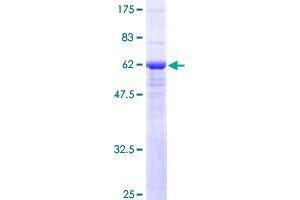 SLC25A11 Protein (AA 1-314) (GST tag)