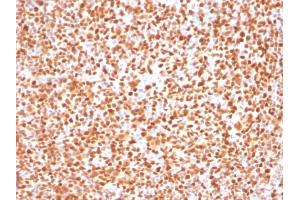 Immunohistochemistry (IHC) image for anti-POU domain, class 2, transcription factor 2 (POU2F2) (AA 112-297) antibody (ABIN6940359)