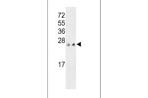 Western blot analysis of PTP4A3 C-term (ABIN392855 and ABIN2842273) in MCF-7 and 293 cell line lysates (35 μg/lane). (PTP4A3 抗体  (C-Term))