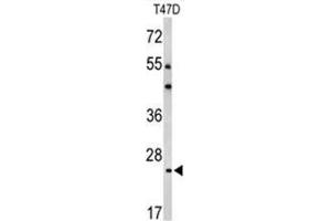 Western blot analysis of BCL2A1 Antibody (Center) in T47D cell line lysates (35µg/lane). (BCL2A1 抗体  (Middle Region))