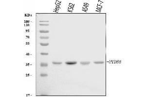 Western blot analysis of MYD88 using anti-MYD88 antibody (ABIN7602189).