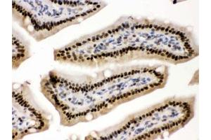 IHC testing of FFPE mouse intestine with PRKAB2 antibody. (PRKAB2 抗体)