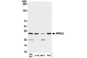Western Blotting (WB) image for anti-Protein Phosphatase 4, Catalytic Subunit (PPP4C) (AA 1-50) antibody (ABIN7454679) (PPP4C 抗体  (AA 1-50))