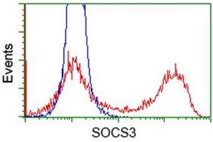 Image no. 2 for anti-Suppressor of Cytokine Signaling 3 (SOCS3) antibody (ABIN1501053) (SOCS3 抗体)